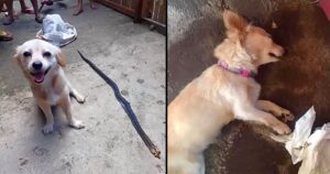 Cagnolino morde un serpente velenoso per salvare il suo padrone e sorride innocentemente, prima di esalare il suo ultimo respiro