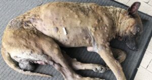 Povero cane pieno di tumori abbandonato in strada dai suoi ex proprietari