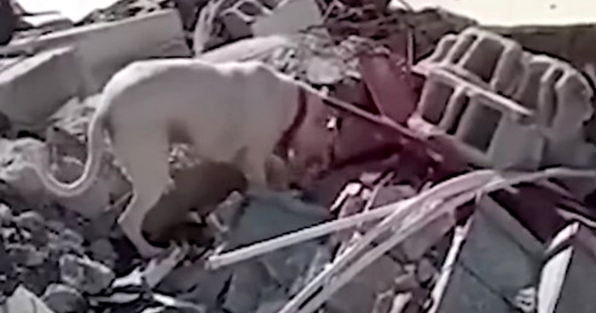 cane e terremoto