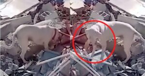 Cagnolino porta il pane al suo padrone rimasto sepolto sotto le macerie dopo il terremoto (VIDEO)