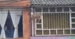 Cagnolino rimane impigliato nei fili della corrente mentre rincorre un gattino (VIDEO)