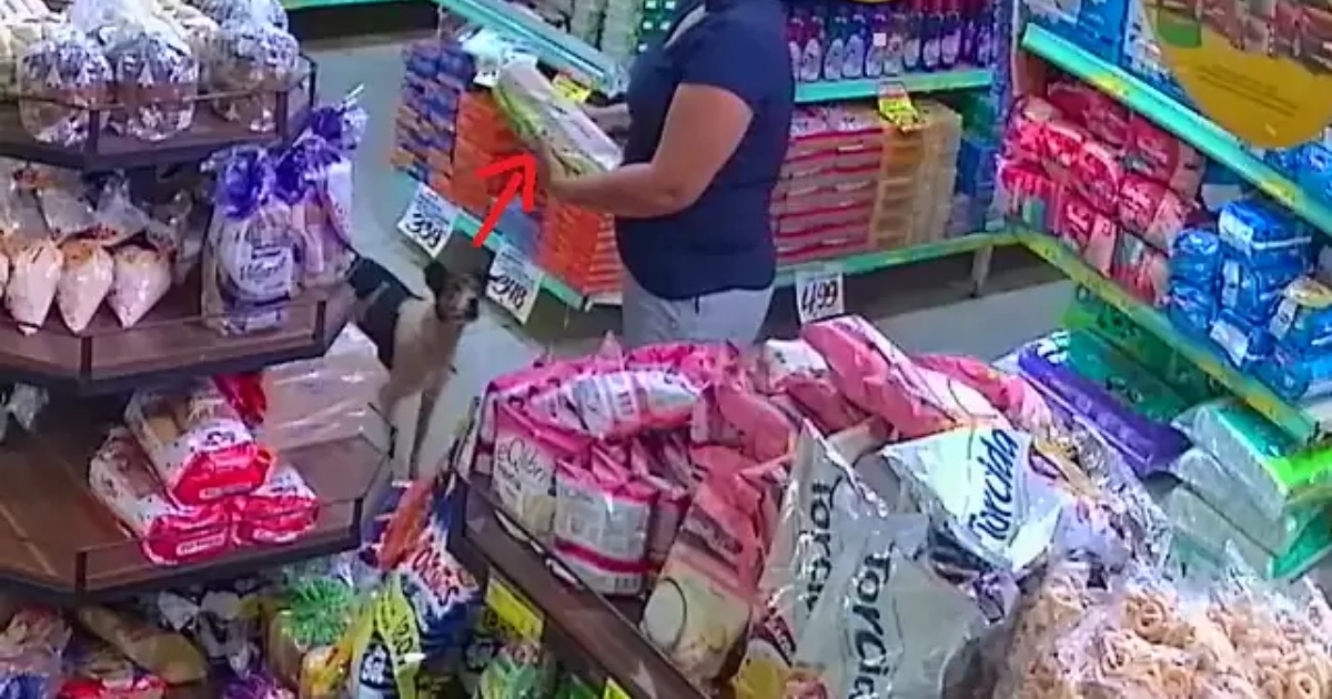 cane al supermercato