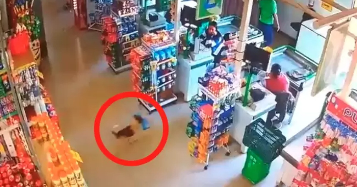 cane ruba al supermercato