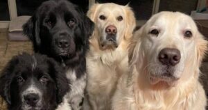 Charlie il Golden Retriever ci mostra com’è la vita insieme ad altri 3 cani di grossa taglia (VIDEO)
