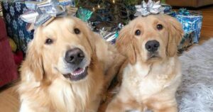 Due Golden Retriever sono i protagonisti della scena più carina di Dicembre sotto l’albero di Natale (VIDEO)