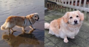 Sorprendente incrocio: Dox, l’adorabile mix tra Golden Retriever e Daschund (VIDEO)