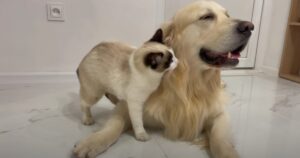 Golden Retriever Bailey e il gattino Simon sono come fratelli e si amano molto (VIDEO)