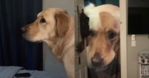 Golden Retriever Floyd mostra tutta la sua contrariazione verso il regalo fatto dalla sua nonna (VIDEO)