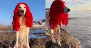 Un Golden Retriever ha ricreato una scena di “La Sirenetta” ed è diventato virale (VIDEO)