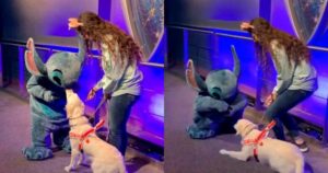 Golden Retriever incontra il suo personaggio preferito dei cartoni animati Stitch, non riesce a trattenere la gioia (VIDEO)