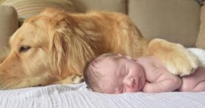 Golden Retriever accoglie la sua nuova sorellina umana e ruba il cuore di migliaia di persone (VIDEO)