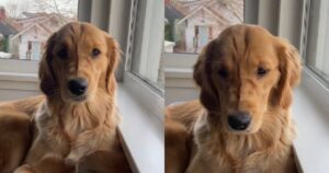 Proprietaria fa una “valutazione delle prestazioni” del suo Golden Retriever ed è davvero adorabile (VIDEO)