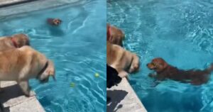 Golden Retriever aiuta suo fratello a riprendere la pallina in piscina e la scena è commovente (VIDEO)