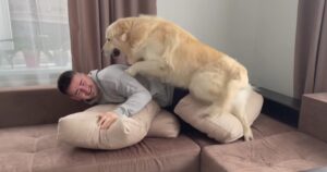 Golden Retriever ama giocare come un bambino con il suo proprietario (VIDEO)