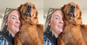 Golden Retriever approfitta del tempo da passare con la mamma mentre il fratellino umano dorme (VIDEO)