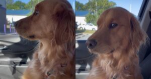 L’ansia del Golden Retriever prima di andare all’asilo per cani è davvero irresistibile (VIDEO)