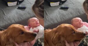 Il modo con cui il Golden Retriever bacia furtivamente la bambina è adorabile (VIDEO)