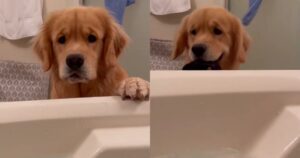 Golden Retriever cerca di rendere il bagno della sua mamma più rilassante e diverte il web (VIDEO)