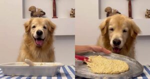 Golden Retriever insegna a fare un biscotto per cani con tre semplici ingredienti e il video diventa virale (VIDEO)