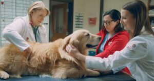 La commovente storia di un Golden Retriever che sconfigge il cancro diventa virale grazie al Super Bowl 2020 (VIDEO)