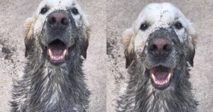 Il divertente pasticcio di un Golden Retriever: un dolce cucciolo ricoperto di fango che fa sorridere tutti (VIDEO)