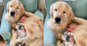 Golden Retriever fa da cuscino perfetto per il fratellino umano