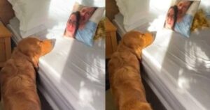 Golden Retriever pensa che i suoi proprietari stiano dormendo quando vede un cuscino con sopra la loro foto (VIDEO)