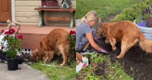 Golden Retriever da giardinaggio e la sua proprietaria lavorano come una squadra nel loro cortile (VIDEO)