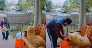 Il meraviglioso legame tra il Golden Retriever e il corriere commuove il web (VIDEO)