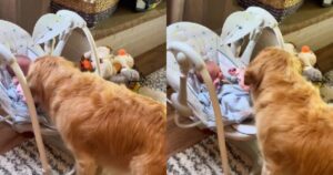 Golden Retriever è ossessionato dal suo fratellino umano appena arrivato e lo riempie d’amore (VIDEO)