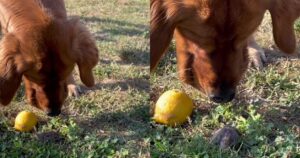 L’incredibile amicizia tra un Golden Retriever e un Gopher che regala sorrisi a tutti (VIDEO)