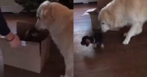 Golden Retriever ama da subito il suo nuovo fratellino Bassotto (VIDEO)