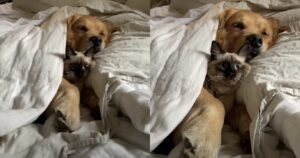 Golden Retriever e un gattino dormono insieme