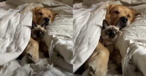 Un’amicizia tenera e irresistibile: Il cucciolo di Golden Retriever e il gattino che dormono dolcemente insieme (VIDEO)