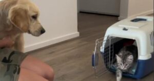 Un’adorabile amicizia tra un Golden Retriever e un gattino che conquista i cuori di tutti (VIDEO)