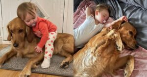 Golden Retriever e una bambina sono diventati dei migliori amici inseparabili