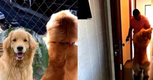 Golden Retriever euforico dopo aver visto il suo proprietario dalla finestra dopo un mese di assenza (VIDEO)