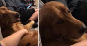 Golden Retriever fa capire in tutti i modi ai suoi proprietari che ama essere accarezzato (VIDEO)