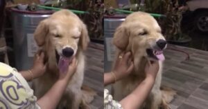 Golden Retriever fa le smorfie quando viene accarezzato e il suo filmato diverte tutti (VIDEO)