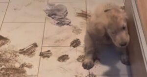 Golden Retriever si avventura nel fango e le conseguenze sono esilaranti (VIDEO)