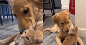La dolce reazione del Golden Retriever quando la sua famiglia adotta un gattino randagio è commovente (VIDEO)