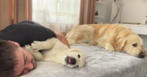 Golden Retriever geloso poiché il suo proprietario dorme con un altro cucciolo (VIDEO)