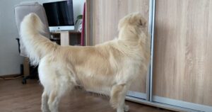 Golden Retriever gioca a nascondino con la sua mamma umana e dimostra a tutti di essere un campione (VIDEO)