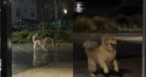 La felicità di questo Golden Retriever che gioca all’aperto sotto la pioggia è rilassante (VIDEO)