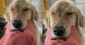 Golden Retriever grida di gioia e fa innamorare gli utenti del web (VIDEO)