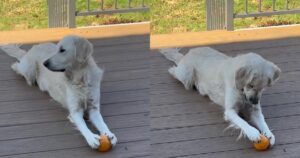 Golden Retriever impazzisce con una pallina e diventa virale (VIDEO)