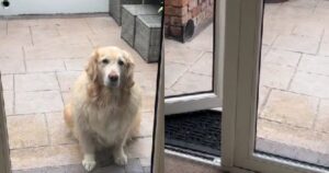 Golden Retriever implora di entrare anche se la porta di casa è già aperta (VIDEO)