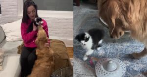 Golden Retriever incontra il fratello gatto per la prima volta e scioglie i cuori di tutti (VIDEO)