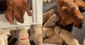 Golden Retriever incontra la cucciolata della sua sorellina per la prima volta e la sua reazione è adorabile (VIDEO)