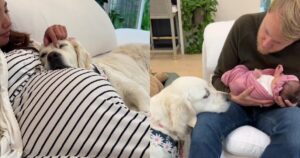 Il momento in cui il Golden Retriever incontra la sua sorellina umana è adorabile (VIDEO)